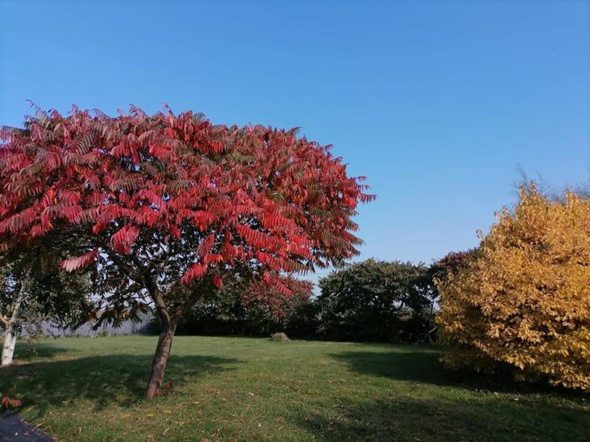 Gite En Campagne Renove Avec Cheminee, Grands Jardins, Wifi, Pres D'Un Village Medieval. - Fr-1-410-334 Moitron-sur-Sarthe Exteriör bild